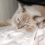 Nikon COOLPIX S6900 16MP 1080p Wi-Fi Camera with 12X Zoom Bundle - Image 6